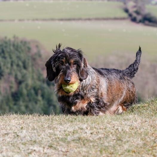 Wire haired wiener dog cheap